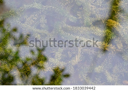 Water plants in the pond in front of the house