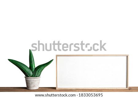 Blank picture frame and Cylindrical snake plant isolated on white background, copy space for text.
