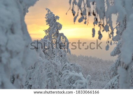 Magical sunset in a snow-covered forest in the mountains