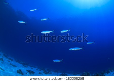 Underwater Ocean Background with fish