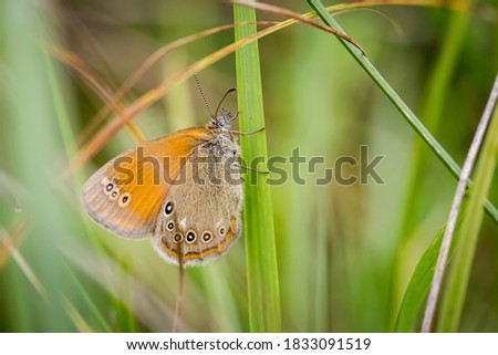 False ringlet butterfly (Coenonympha oedippus) in the meadow Royalty-Free Stock Photo #1833091519