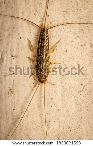 Four-lined silverfish (Ctenolepisma lineatum) close up picture at night