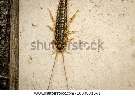 Four-lined silverfish (Ctenolepisma lineatum) close up picture at night
