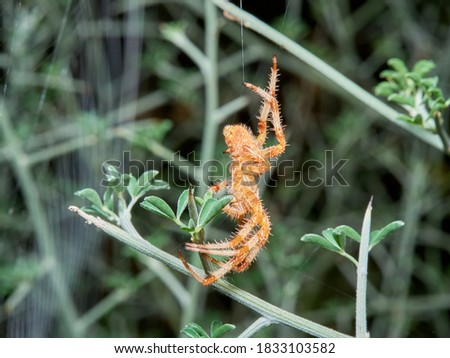 Garden spider on a web. Araneus diadematus.