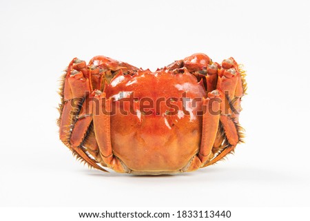 Close up of Chinese mitten crab, shanghai hairy crabs isolated on white background.