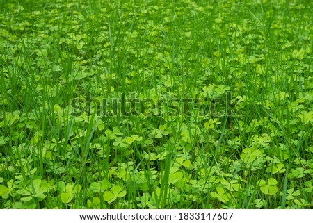  Green clover leaves(Marsilea crenata) and green grass background.

    