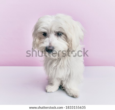Adorable dog over isolated pink background.