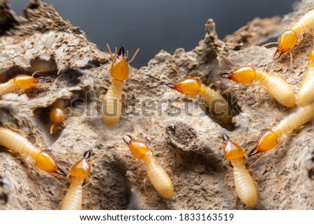 Group of the small termite on decaying timber. The termite on the ground is searching for food to feed the larvae in the cavity. Royalty-Free Stock Photo #1833163519