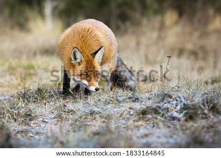 Fluffy red fox, vulpes vulpes, hunting on meadow in autumn nature. Wild predator sneaking on dry field in fall. Animal wildlife in natural envioronment.
