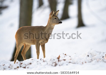 Roe deer, capreolus capreolus, doe standing in forest in wintertime nature. Wild mammal observing on snowy woodland at sunset. Brown female animal watching in white wilderness.