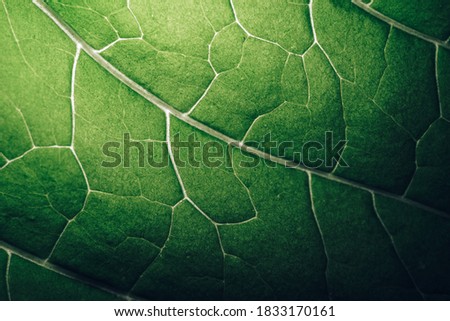 Beautiful leaf on a black pattern background texture for design. Macro photography view.	

