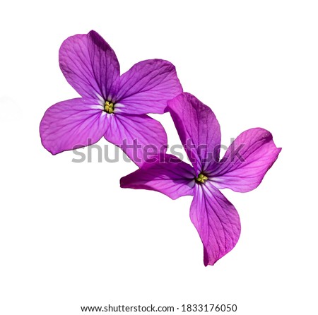 annual honesty (Lunaria annua) flower isolated on white Royalty-Free Stock Photo #1833176050