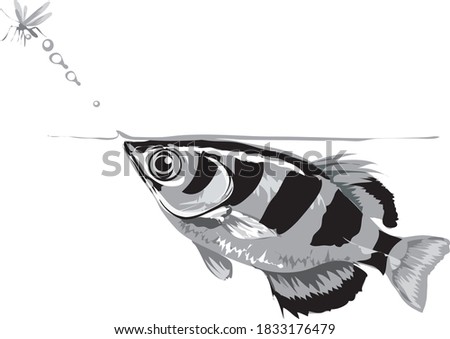Archer fish, freshwater animal, isolated in white - Vector