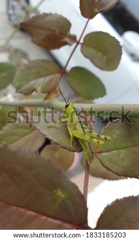 Close up picture of grasshopper