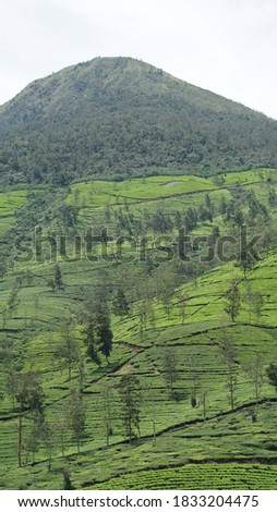 View of Wonosobo Tea Plantation which is wide and still green.