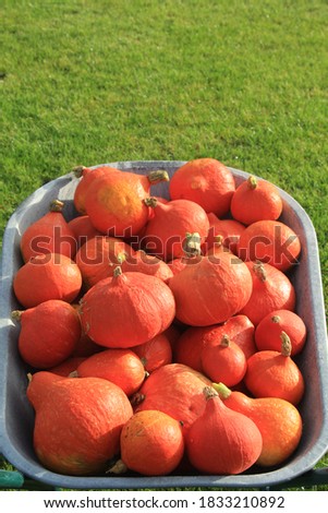 metal wheelbarrow with many little hokkaido pumpkins standing on the grass. natural colorful food presentation