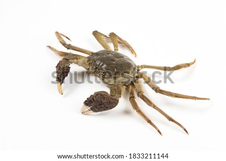 Raw Chinese mitten crab, shanghai hairy crab isolated on white background.（大闸蟹）