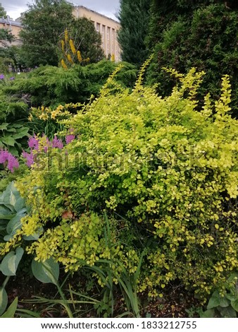 Barberry Bush with yellow leaves on the background of a large Hosta with blue leaves, pink flowering astilbes and other big coniferous trees. Flower Wallpaper