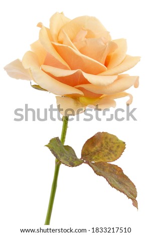 Flower of cream rose, isolated on white background