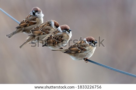 A flock of sparrows on electrical wires. Birds Royalty-Free Stock Photo #1833226756