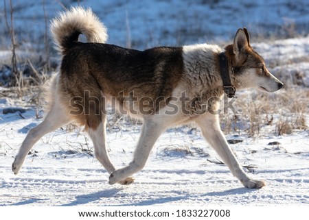 The dog is walking along a snowy road. Winter