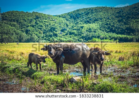 Family of Water Buffalo Standing graze Together on rice grass field meadow sun, forested mountains background, clear blue sky reflection. Landscape scenery, beauty of nature animals concept summer day