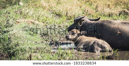 Family of Water Buffalo Standing graze Together rice grass field meadow sun, forested mountains background, clear sky. Landscape scenery, beauty of nature animals concept late summer early autumn day