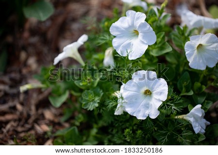 Small annual plant covered in white petunia flowers in cottage garden