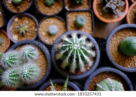 Cactus mini special Prickly in Mini Potted plants.Background and texture of mini cactus in plastic pot.
Mini cactus plants in small farm
