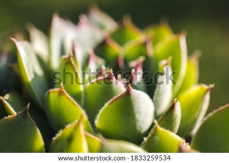 Close up shot of a houseleek plant