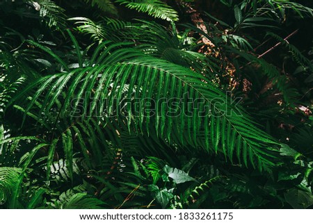 Green tree leaf of fern in the forest.