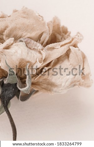 dry flower rose close up on beige background . Minimal floral card. interior poster
