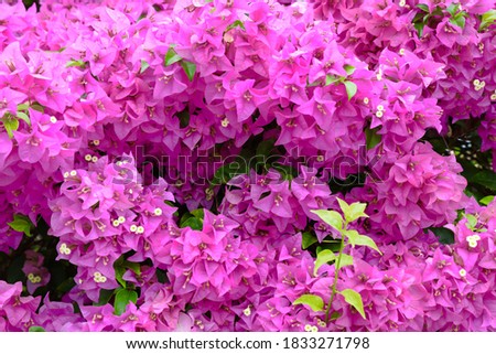 A picture of full bloom purple Bougainvillea.