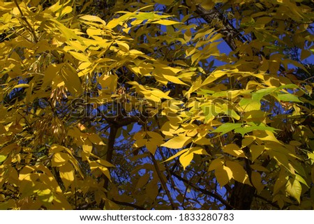 Bright yellow leaves in autumn against the blue sky. Beautiful background with an autumn image.