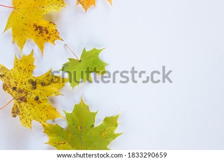 Autumn creative composition, leaves on white background concept. Autumn background. Flat lay, top view, copy space