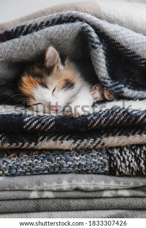 Cute red-white-black kitten sleeps in soft blankets or blankets. High quality photo. Copyspace