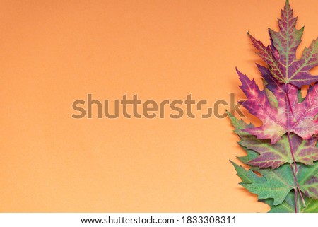 Multicolored maple leaves lie in the lower right corner of yellow paper background