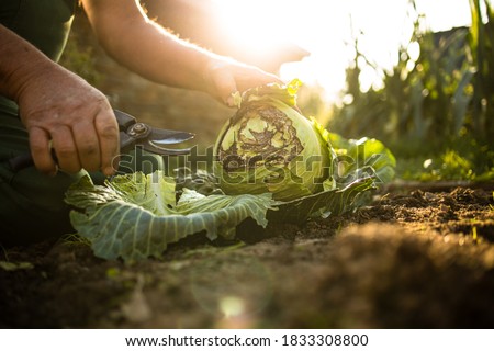 Senior gardener gardening in his permaculture garden - harvesting cabbage Royalty-Free Stock Photo #1833308800