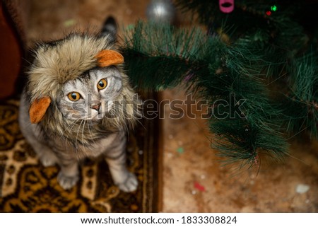 A beautiful cat near a Christmas tree dressed up as a lion with a pleading look.