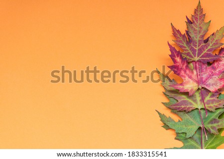 Five multicolored maple leaves are arranged in a column in the lower right oul of the yellow paper background.