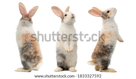 Many different standing poses of three colour cute little rabbits.Lovely action of young rabbits.