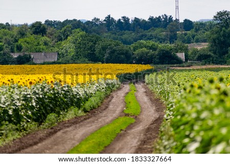 A large spacious field with blooming yellow sunflowers with large green leaves. Beautiful blue sky with clouds. Colorful landscape of nature in Russia with a crop of seeds