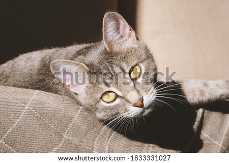 A beautiful striped gray cat with yellow eyes. A domestic cat lies on the couch under a beige plaid. The cat in the home interior. Image for veterinary clinics, sites about cats.