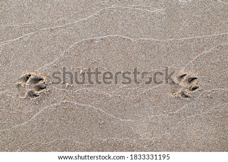 Dog's foot print in the sand, background photo with a copy space