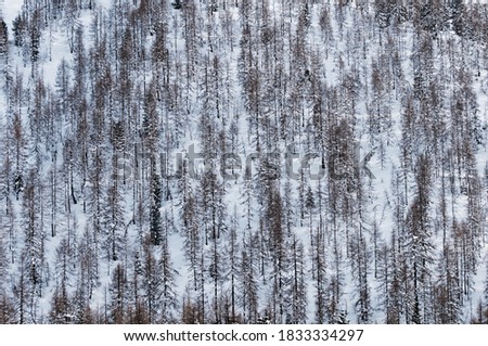 scenic natural landscape photography of a snowy wood returning an hypnotic pattern on the italian dolomites