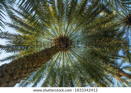 Wallpaper like view of a sky through palm leaves from under the palm tree in United Arab Emirates Royalty-Free Stock Photo #1833342412