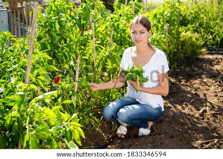 Girl farmer harvesting bell peppers in the garden. High quality photo