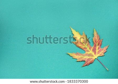 multicolored maple leaf in the lower right corner of the birch paper background.