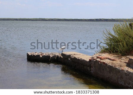 picture about the Orbetello lagoon (Italy)