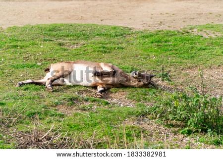 Young deer enjoying the sun and playing on the grass. Small cute horns. Nice autumn vibes. Wildlife close up image. High resolution. 